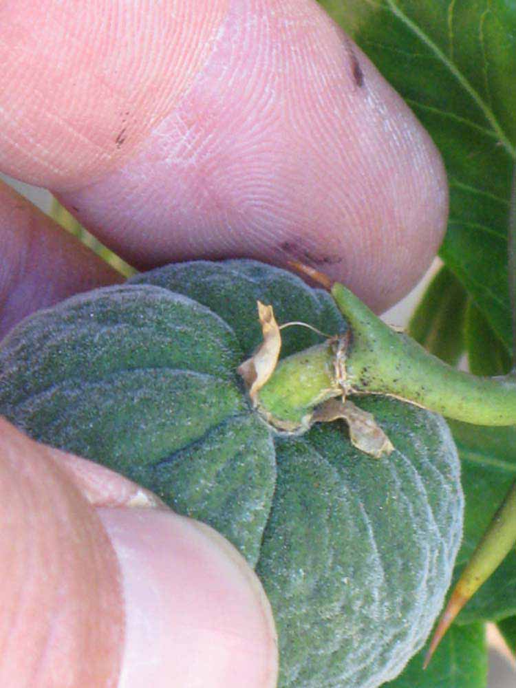            Immature fruit (Riverside, CA)   